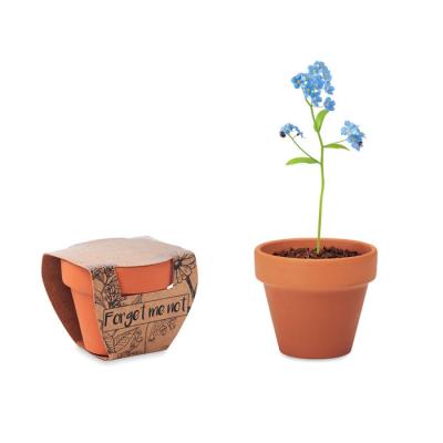 Image of Forget Me Not Terracotta Pot